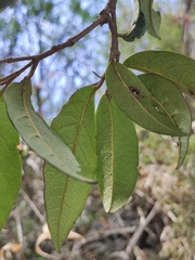 Sycopsis sinensis