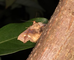 Lopharthrum comprimens