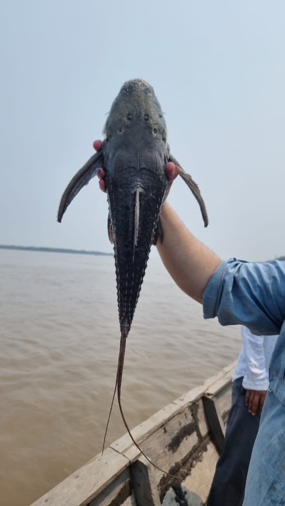 Adonis pleco (Acanthicus adonis) — Loricariidae
