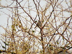 Ammodramus humeralis