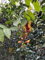 Thunbergia
