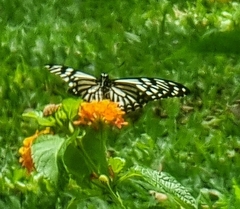 Papilio clytia