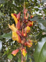 Thunbergia