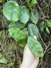 Ilex nitida
