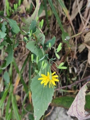 Crepidiastrum denticulatum