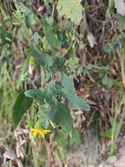 Crepidiastrum denticulatum