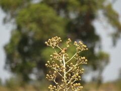 Sporophila