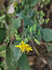 Crepidiastrum denticulatum