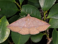 Ugia purpurea