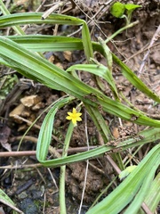 Hypoxis decumbens
