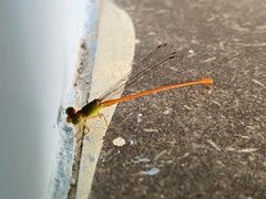 Ceriagrion auranticum