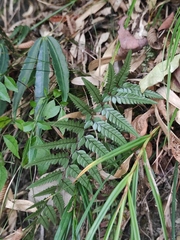 Polystichum luctuosum
