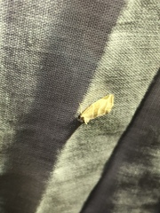 Plagiomimicus tepperi