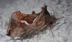Macdunnoughia confusa