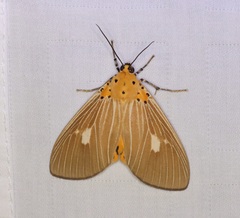 Asota plaginota