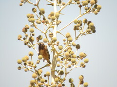 Sporophila