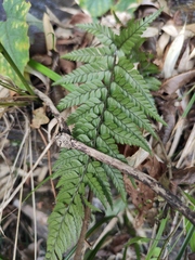 Polystichum luctuosum
