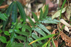 Polystichum luctuosum