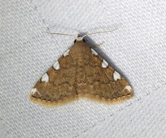 Corgatha pseudominor