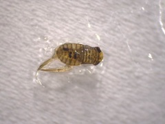 Corixoidea