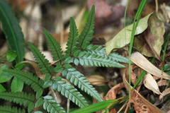Polystichum luctuosum