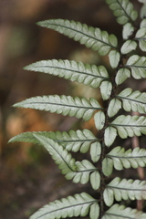 Polystichum luctuosum