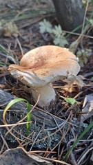 Leucopaxillus gentianeus