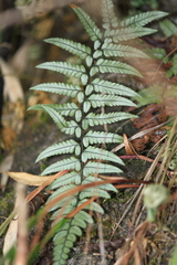 Polystichum luctuosum