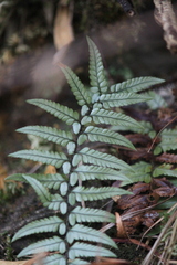 Polystichum luctuosum