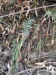 Polystichum luctuosum