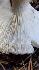 Leucopaxillus gentianeus