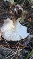 Leucopaxillus gentianeus