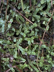 Marchantia inflexa