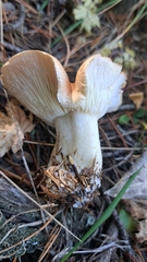 Leucopaxillus gentianeus