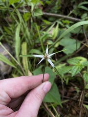 Rhynchospora nervosa