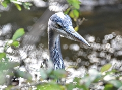 Ardea herodias