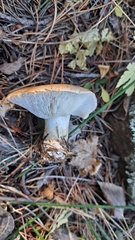 Leucopaxillus gentianeus