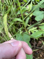 Rhynchospora nervosa