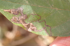 Stigmella rhamnicola