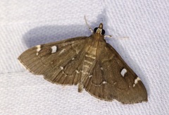 Protonoceras capitalis