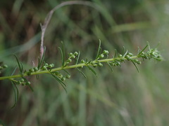 Artemisia capillaris