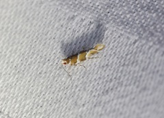 Pyroderces