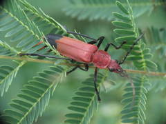 Chauliognathus lecontei