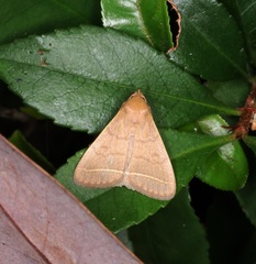 Simplicia cornicalis