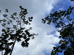 Cecropia schreberiana