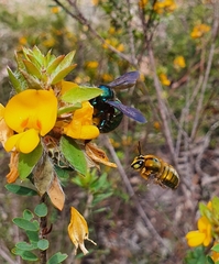 Xylocopa bombylans
