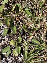 Convolvulus waitaha