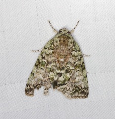 Blenina quinaria