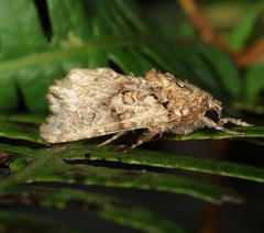 Callopistria guttulalis