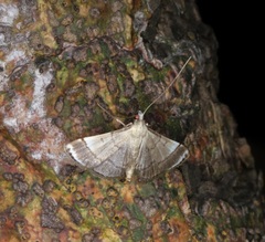 Cangetta hartoghialis